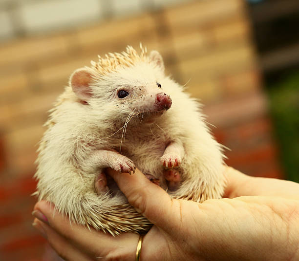 istock hedgehog in human hand close up photo 636099300