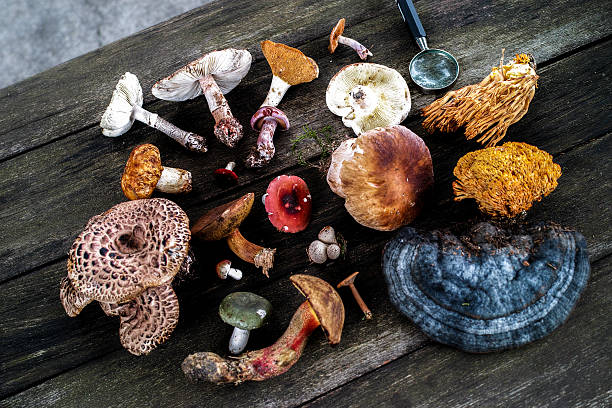 Mushroom Foraging and Hunting