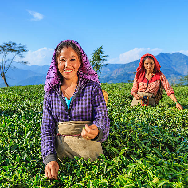 istock Indian pickers plucking tea leaves in Darjeeling, India 636099702