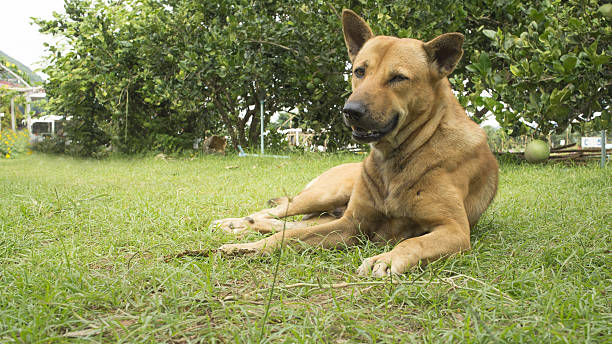 istock dog pet sleep lazy lay down canine sit concept 636100204