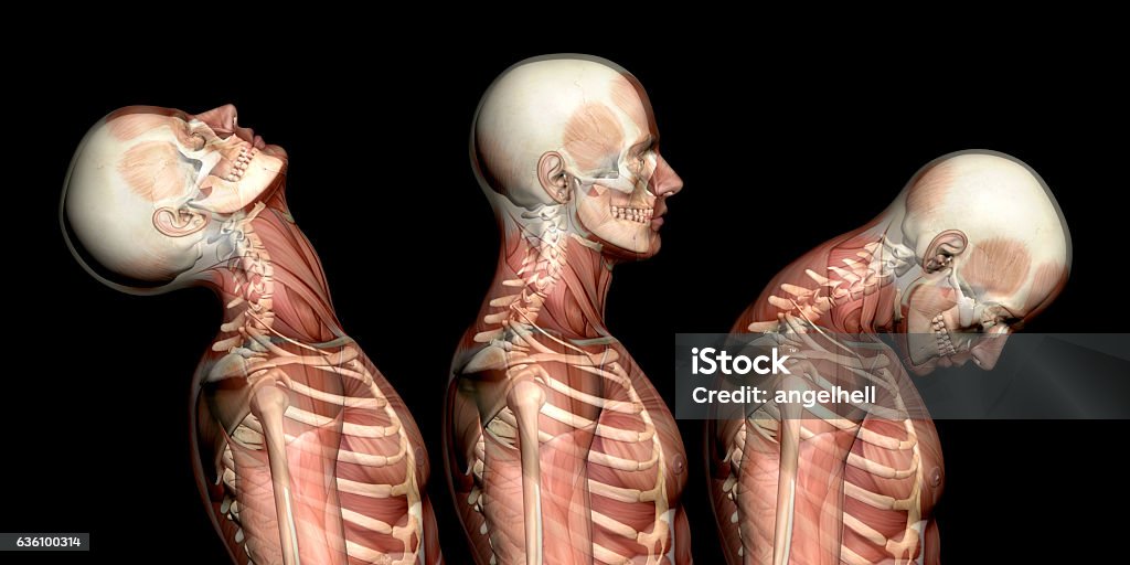 Anatomy of human body, showing neck injuries like whiplash effect Anatomy of human body, showing neck injuries like whiplash effect. With muscles and skeleton. Side view.  Isolated on white background. Great to be used in medicine works and health. Anatomy Stock Photo