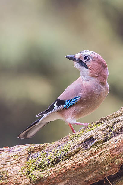 Eurasian jay Eurasian jayEurasian jay eurasian jay photos stock pictures, royalty-free photos & images