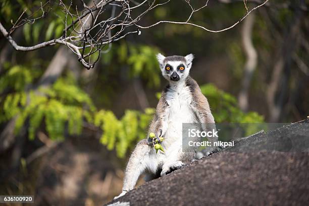 Lemur Catta Relaxing Stock Photo - Download Image Now - Lemur, Madagascar, Ring-Tailed Lemur