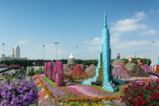 Dubai, United Arab Emirates - December 8, 2016: Dubai Miracle Garden is the biggest natural flower garden in the world with wide variety of different flowers arranged in shapes of hearts, stars, igloos, pyramids and other figures.