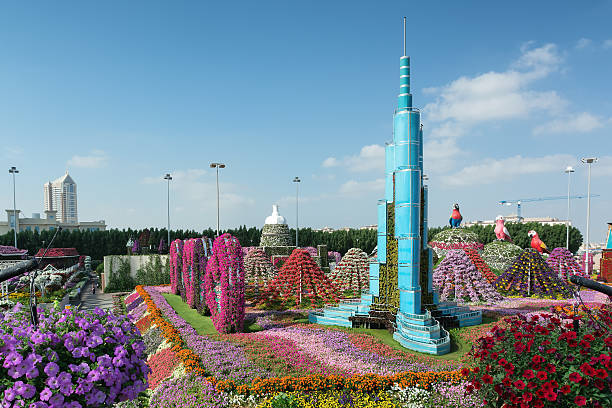 Dubai Miracle Garden is the biggest natural flower garden. Dubai, United Arab Emirates - December 8, 2016: Dubai Miracle Garden is the biggest natural flower garden in the world with wide variety of different flowers arranged in shapes of hearts, stars, igloos, pyramids and other figures. khalifa stock pictures, royalty-free photos & images