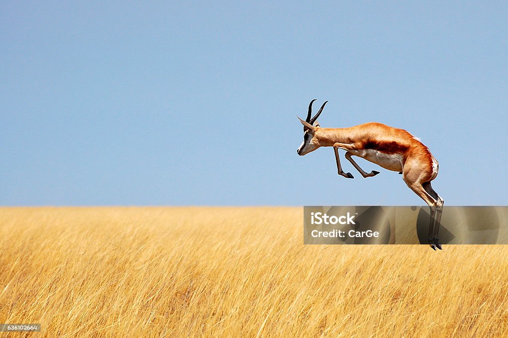 Fliehender Springbock - Lizenzfrei Springbock Stock-Foto