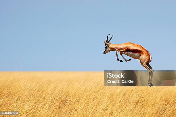 Fliehender Springbock Stockfoto und mehr Bilder von Springbock - Springbock, Afrika, Tier