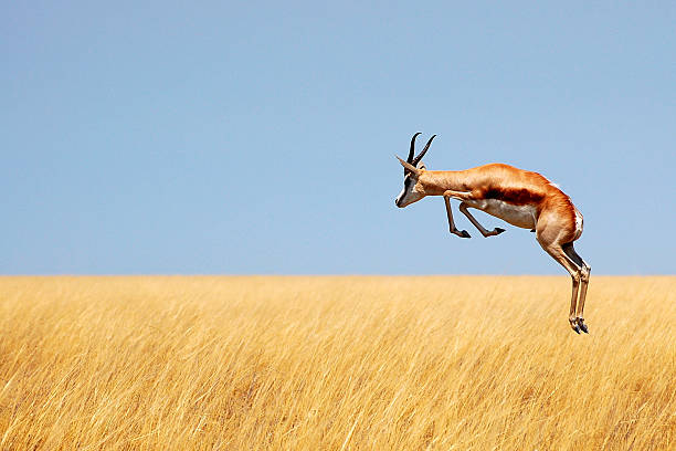 Fleeing springbock Fleeing springbock in the Etosha Nationalpark in Namibia antelope photos stock pictures, royalty-free photos & images
