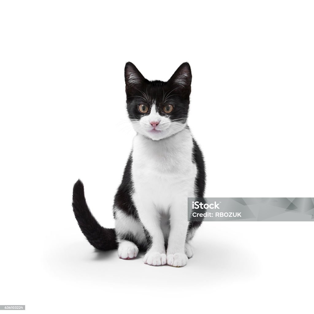Cat en blanco - Foto de stock de Gato doméstico libre de derechos