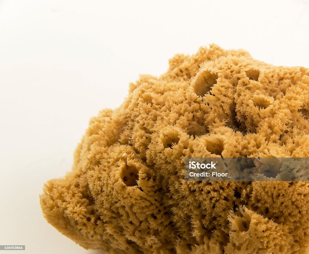 Isolated Bath Sponge Stock Photo - Download Image Now - Sponge - Aquatic  Animal, Bath Sponge, Natural Sponge - iStock