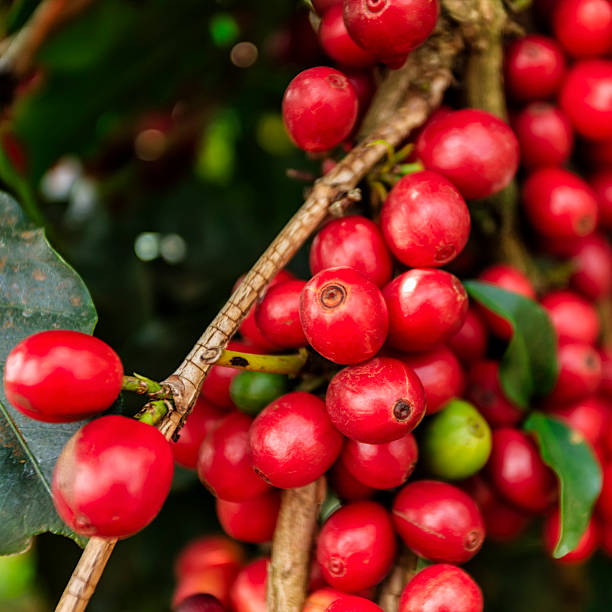 ケニアのプランテーション、東アフリカのコーヒーチェリーのクローズアップ - ethiopian coffee ストックフォトと画像