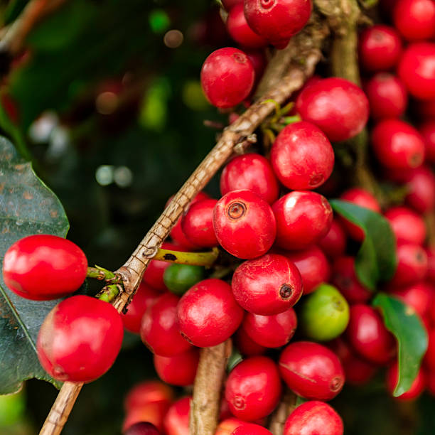 zbliżenie wiśni na plantacji kenijskiej, afryka wschodnia - ethiopian coffee zdjęcia i obrazy z banku zdjęć