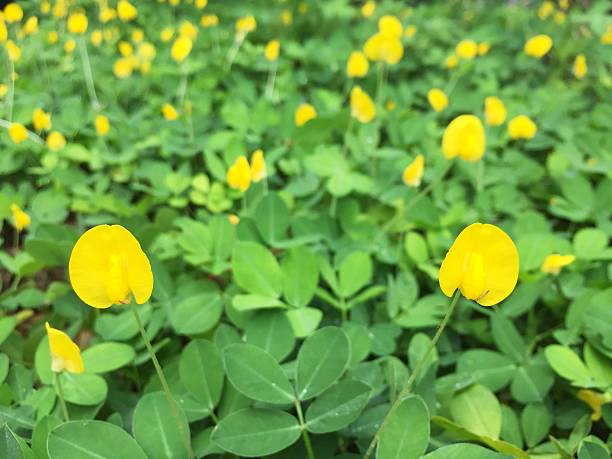 istock Yellow flowers 636104386