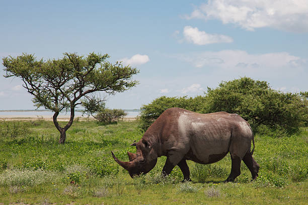 istock rhinoceros walks, eating and grazing on a sunny day in 636104480