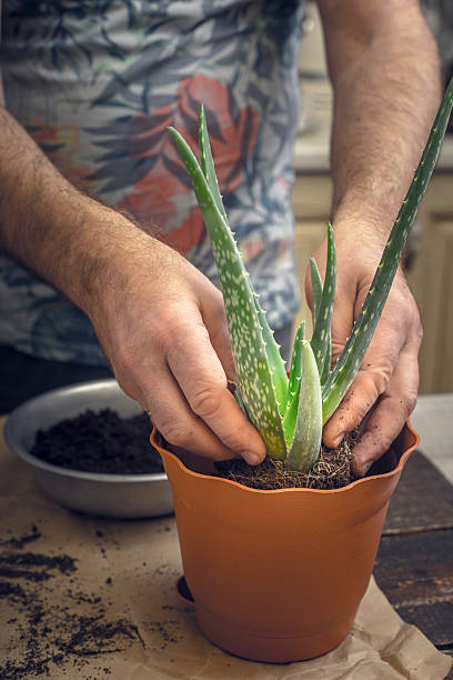 istock Man put aloe flower in the pot 636104550