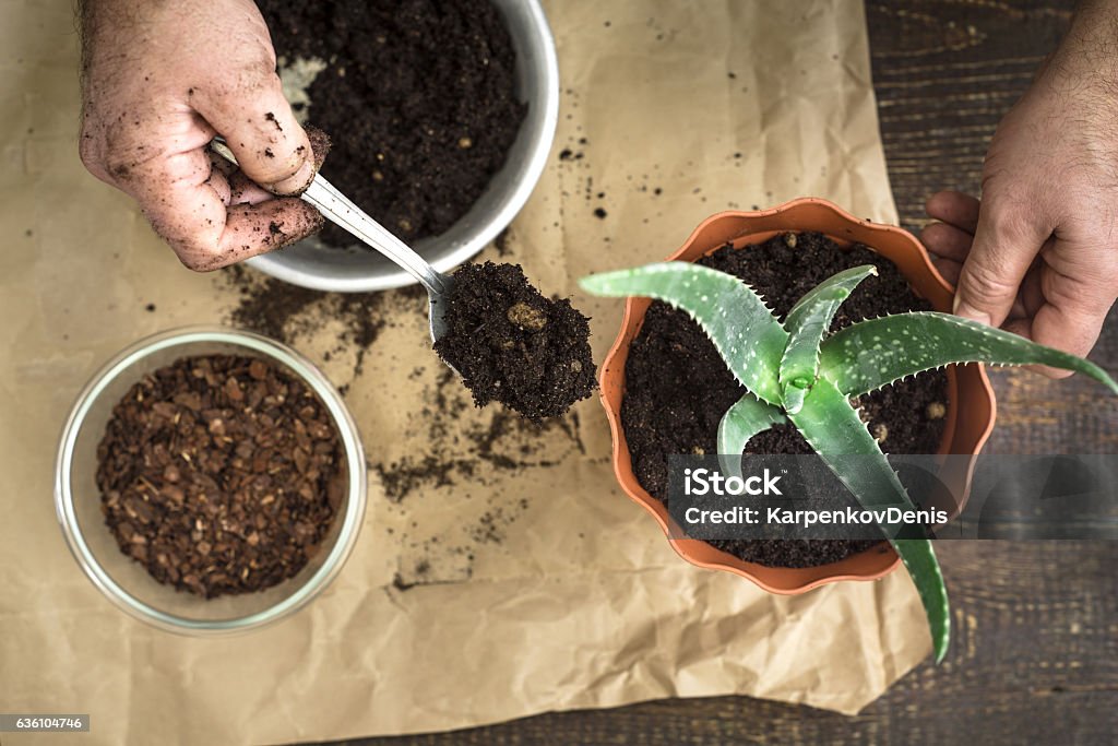 Planting  aloe flower in the pot top view Man out aloe flower in the pot top view horizontal Fertilizer Stock Photo
