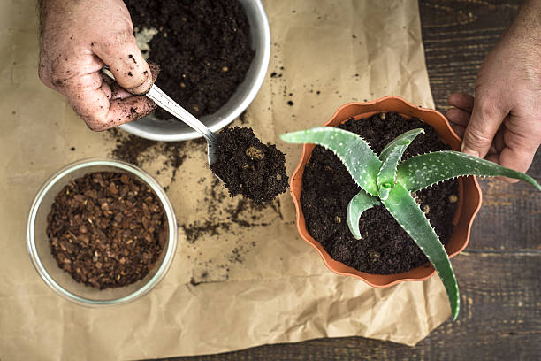 Planting  aloe flower in the pot top view stock photo