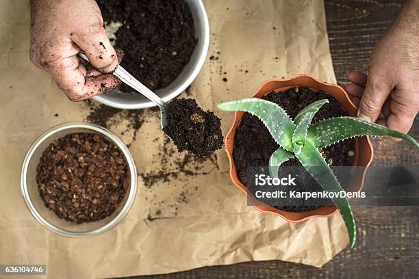 Planting Aloe Flower In The Pot Top View Stock Photo - Download Image Now - Fertilizer, Houseplant, Succulent Plant
