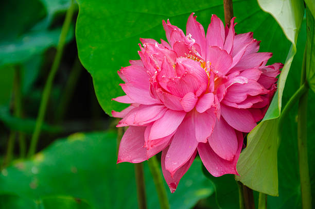 istock Blossoming lotus flower 636105514