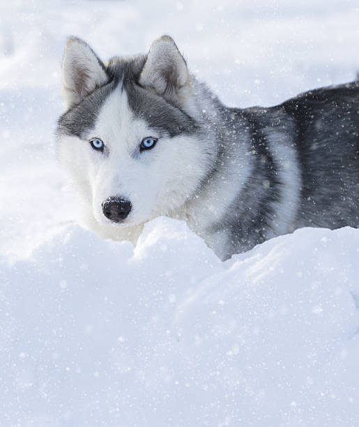 istock husky puppy with blue eyes 636105814