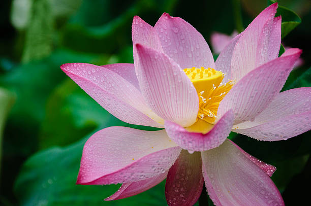 istock Blossoming lotus flower 636116242