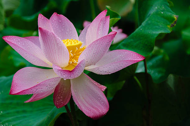 istock Blossoming lotus flower 636116250