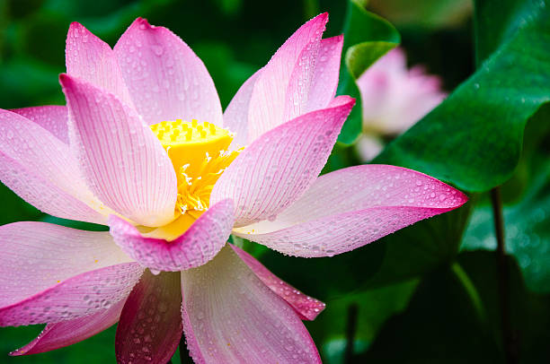 istock Blossoming lotus flower 636116308