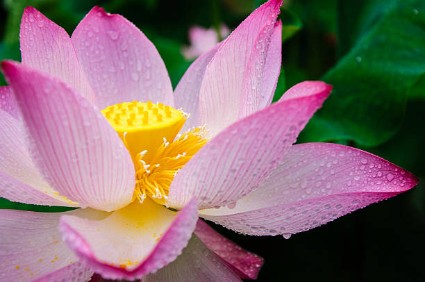 istock Blossoming lotus flower 636116416
