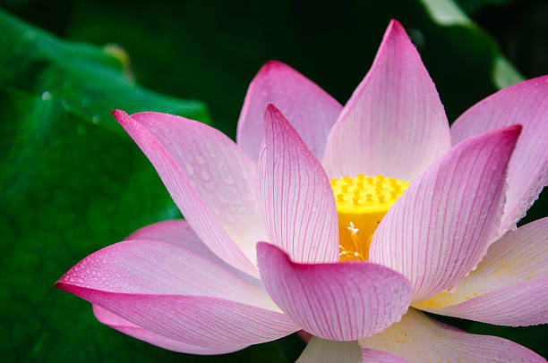 istock Blossoming lotus flower 636116440