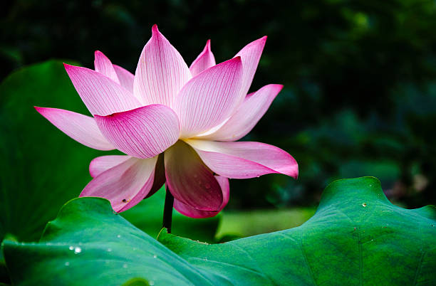 istock Blossoming lotus flower 636116566
