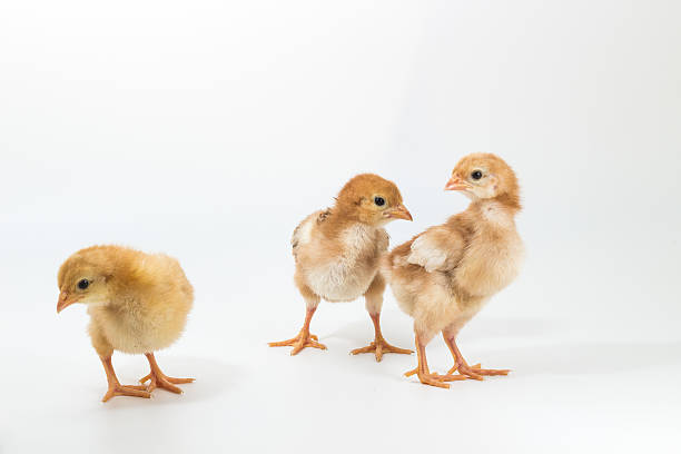istock Group of Chick, Rhode Island Red Chicken 636116694