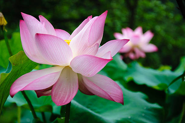 istock Blossoming lotus flower 636116818
