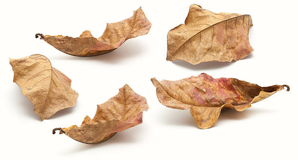 istock Collection of dry leaf closeup isolated 636116926