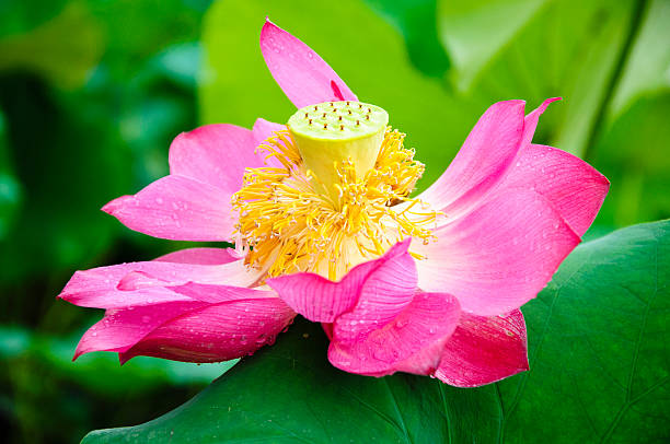 istock Blossoming lotus flower 636117114