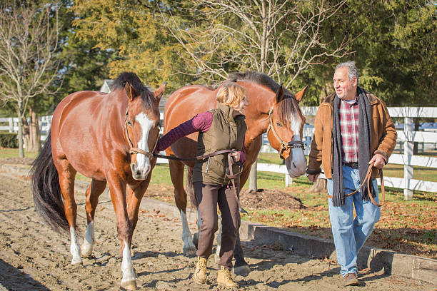 istock Senior Citizen Couple Leading Horses at Ranch 636117428