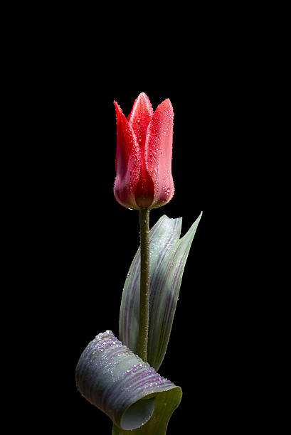 Red tulip standong out fromn the rest in the field at sunset in Holland. The tulips are growing in a field in Flevoland, The Netherlands and are part of Dutch culture in Holland.