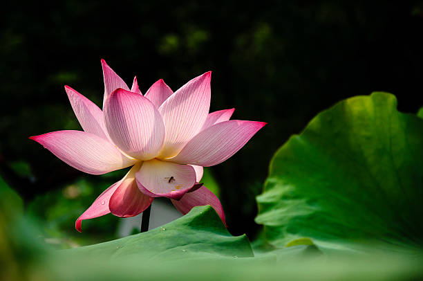 istock Blossoming lotus flower 636119196