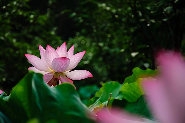 istock Blossoming lotus flower 636119362