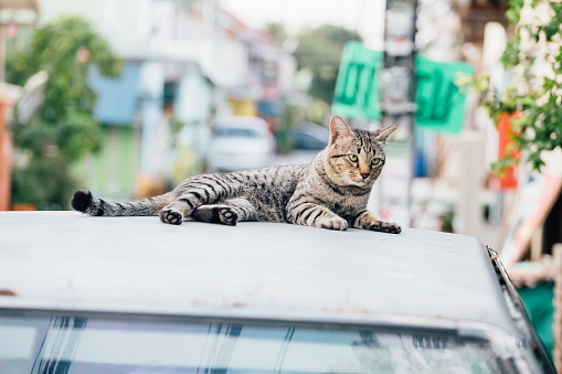 A daily life of Abandon Cat in the village, Nonthaburi, Thailand.