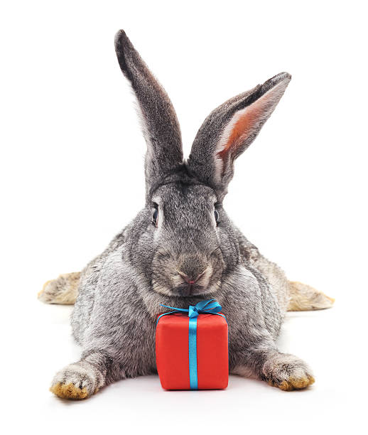 ウサギと贈り物。 - isolated gift box wrapping paper celebration event ストックフォトと画像