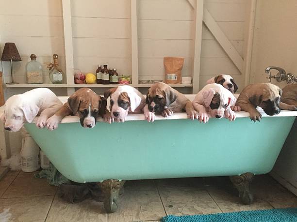 chiots premier bain - american bulldog photos et images de collection