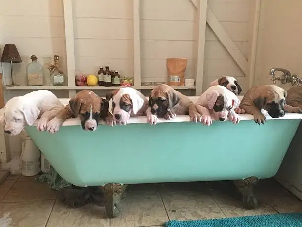 Bathtime for the first time for a group of American Bulldog x puppies. They came out squeaky clean and smelling like lavender.