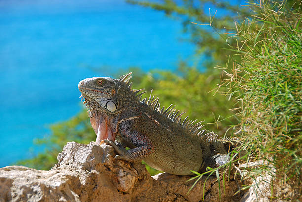 istock Side view of a Green Iguana resting on rocks 636121638