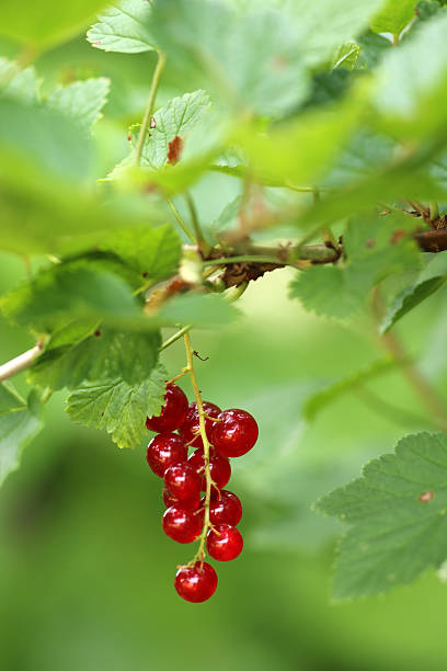 rote johannisbeeren - kleingarten foto e immagini stock