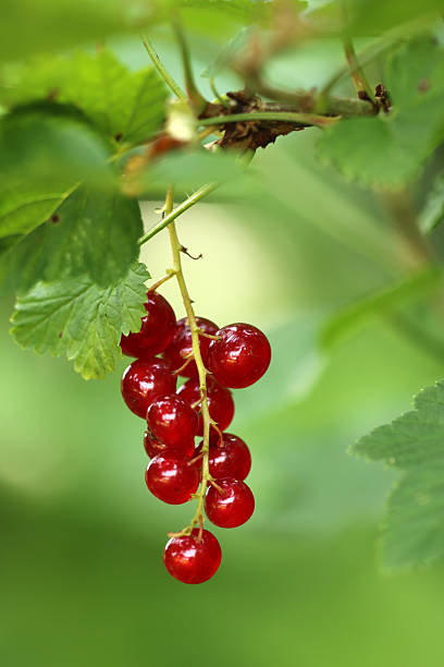 rote johannisbeeren - kleingarten foto e immagini stock