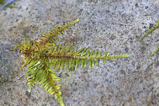 The leaf of fern on the stone.