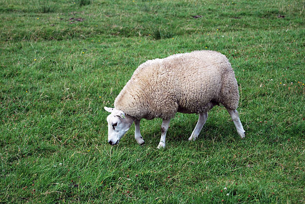 istock White sheep portrait in a green field 636123078