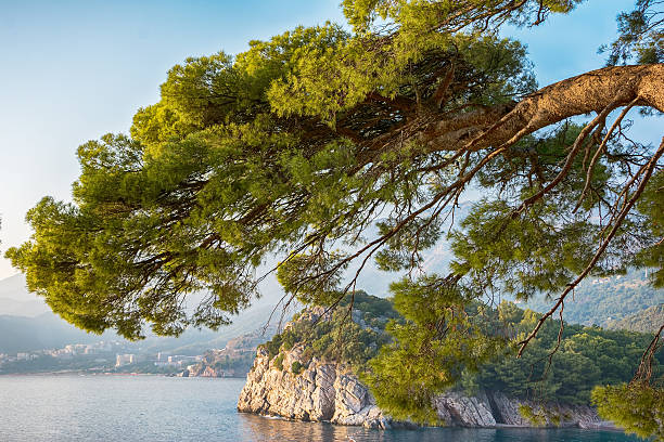 istock Sea view with rocky coast and pines. 636123416