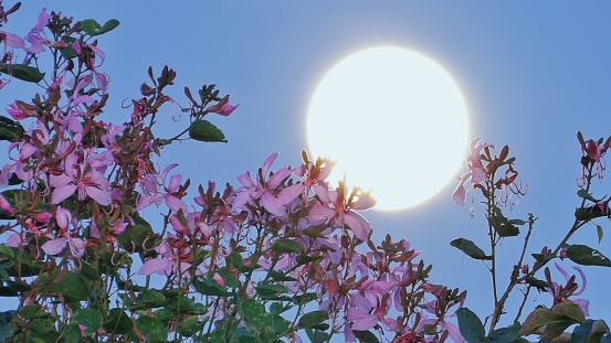 Full moon shine pink flower 