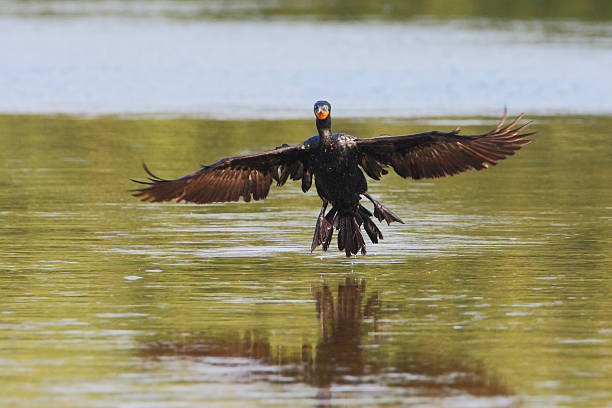 istock Double-crested cormorant (Phalacrocorax auritus), Ding Darling NWR, Florida, USA 636123978